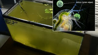 Raising Daphnia for the Freshwater Aquarium [upl. by Nagad]