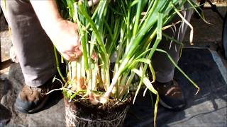 HGV How to grow Shallots in pots Green Onions in buckets Plant 4 harvest 25 Start to finish [upl. by Thoer]