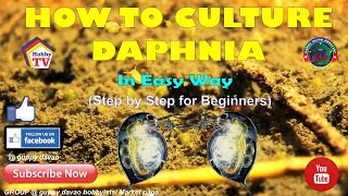 HOW TO CULTURE DAPHNIA In Easy Way [upl. by Jennee]