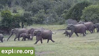 AMAZING Elephants RUSH to the Water and PROTECT BABY [upl. by Ayama]