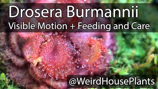 Drosera Burmannii Plant Feeding  Care and motion in real time [upl. by Bevvy]