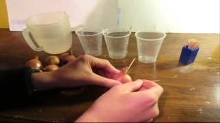 How to grow Shallots in Water [upl. by Verna]