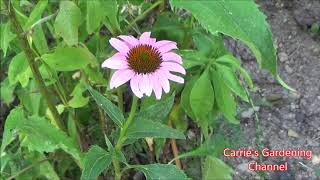 Coneflower Growing Guide How To Grow Coneflowers [upl. by Plossl]