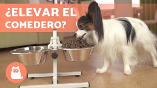 COMEDEROS ELEVADOS para PERROS 🐶✅ Todas las VENTAJAS [upl. by Kalina]