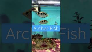 Archer Fish [upl. by Vera]